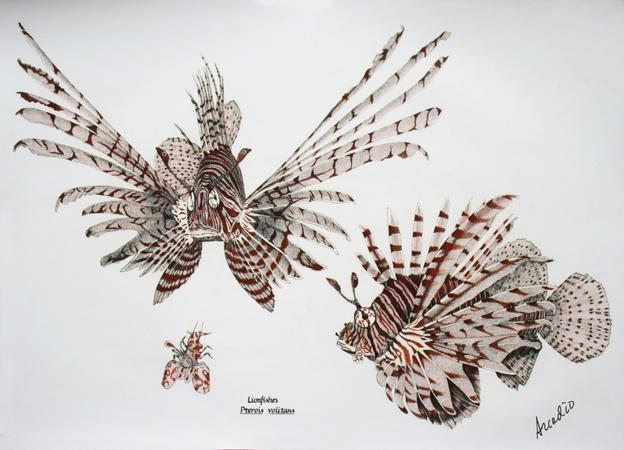 Lionfish (Brown)