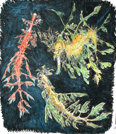 Leafy Sea-dragons